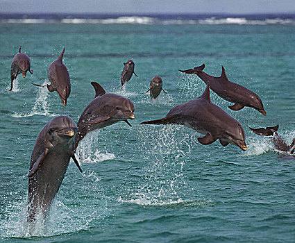 宽吻海豚,跳跃,洪都拉斯