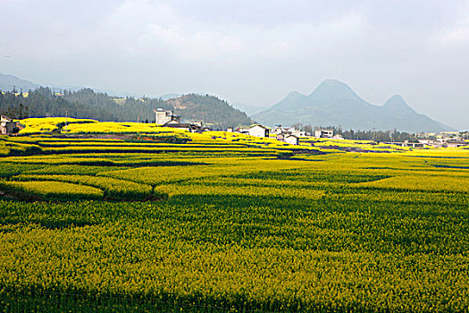 云南罗平油菜花