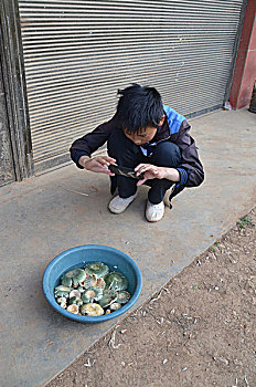 野生食用青头菌,夏季,素材,菌类,蔬菜,野生,野生青头菌,青头菌,食品,食材,食物,食用菌