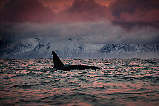 逆戟鲸,猎捕,食物,诺尔兰郡,挪威