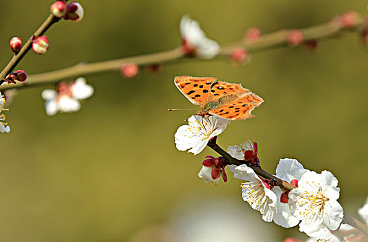 梅花,蝴蝶