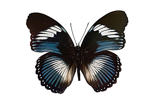 蝴蝶,隔绝,白色背景,背景