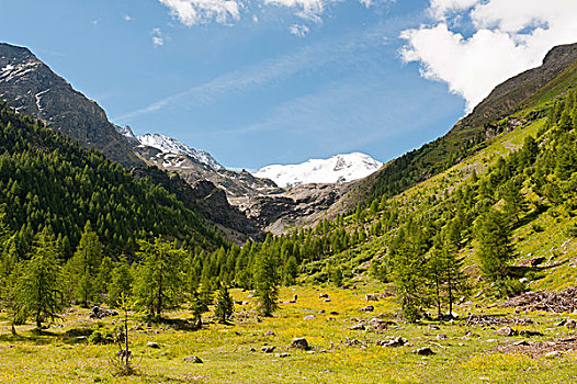 山谷,山,国家公园,阿尔卑斯山,靠近,提洛尔,意大利,欧洲