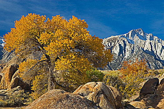 秋色,棉白杨,背景,山,阿拉巴马山丘,加利福尼亚
