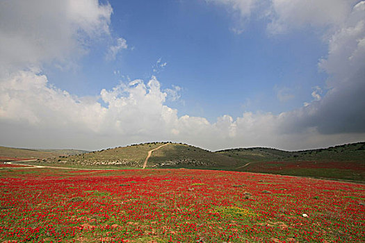 银莲花,花,土地,区域,以色列