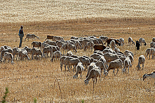 阿尔及利亚,靠近,成群,绵羊