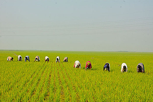 孟加拉,农民,清洁,杂草,稻田,制作,达卡,一月,2007年