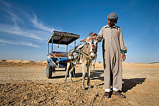 一个,男人,驴,手推车,锡瓦绿洲,埃及,非洲