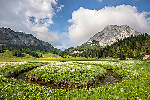 阿尔卑斯草甸,溪流,上奥地利州,奥地利,欧洲