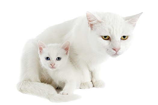 白色,小猫