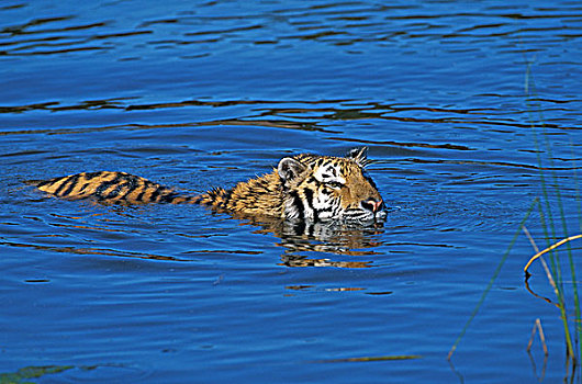 孟加拉虎,虎,水中