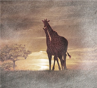 两个,长颈鹿,日落