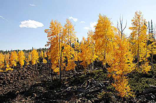 火山岩,地点,白杨,树,美国南部,国有森林,头部,犹他,美国