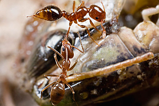 阿根廷,蚂蚁,抓,腿,争斗,控制,死,蝗虫,站立,毒液,进攻,河,北方