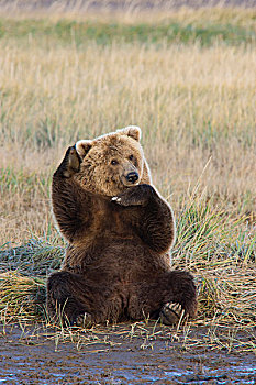 大灰熊,棕熊,挠,耳,卡特麦国家公园,阿拉斯加