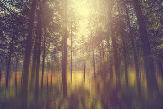 神秘,树林,魔法,阳光