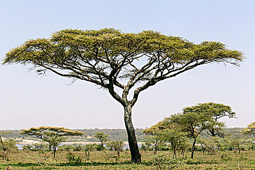 风景,大,刺槐,靠近,岸边,湖,树,背景,蓝天,恩戈罗恩戈罗,保护区,坦桑尼亚