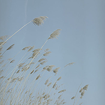 干燥,芦苇,摇动,风,蓝色,天空,背景,柏林,德国,2009年