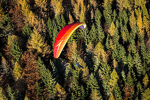 滑翔伞,飞跃,秋天,木头,混交林,蒙特卡罗,省,威尼托,意大利,欧洲