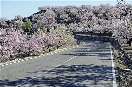 公路,花,杏树,扁桃,阿利坎特,白色海岸,西班牙