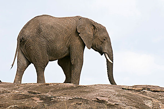 非洲,大象,马赛马拉国家保护区,肯尼亚