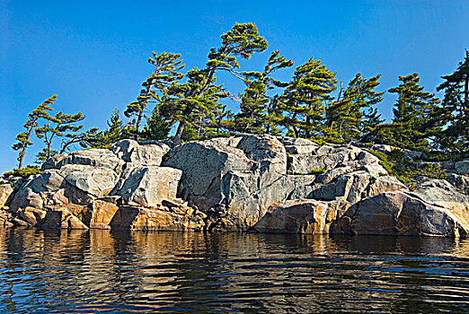 乔治亚湾,海岸线,白色,松树,休伦湖,安大略省,加拿大