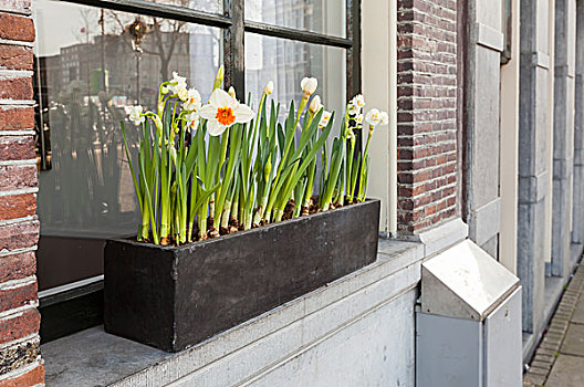 水仙,花,生长,木盒,窗台,阿姆斯特丹
