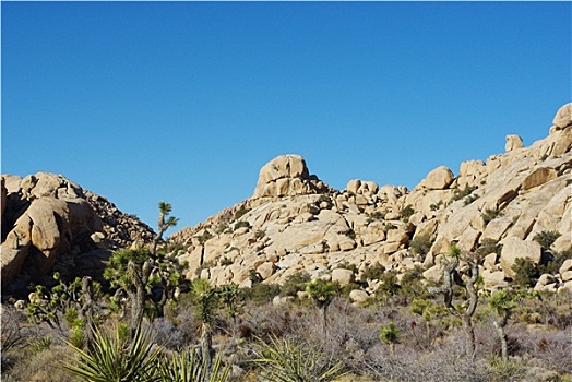 丝兰,岩石构造,约书亚树国家公园,加利福尼亚