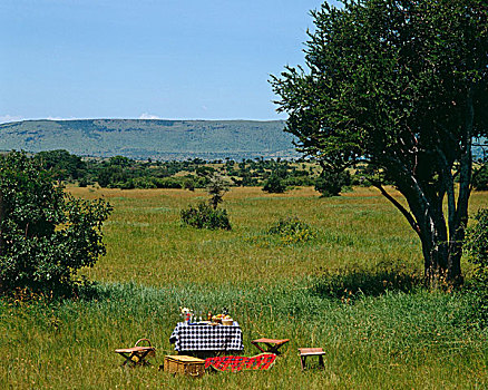 露营,坐,英亩,一个,牧场,马塞马拉野生动物保护区