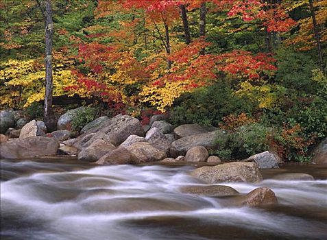 秋天,急流,怀特山,国家森林,新罕布什尔