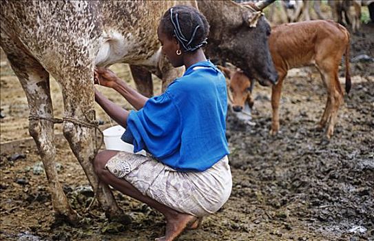 加纳,区域,女人,挤奶,母牛,靠近