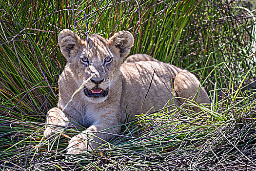 幼狮,喘气,局部,荫凉,奥卡万戈三角洲,博茨瓦纳,非洲