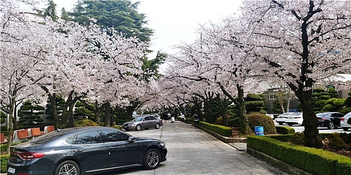 韩国圆光大学樱花景观