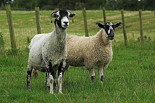 骡子,羊羔,脚,坎布里亚