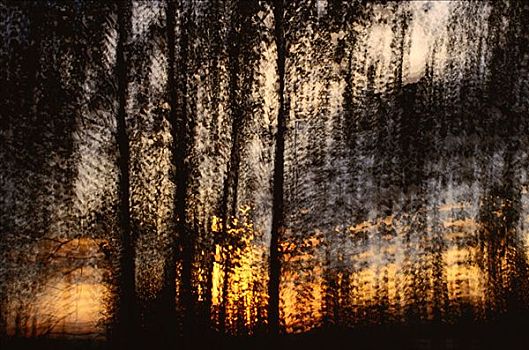 抽象,树,日落