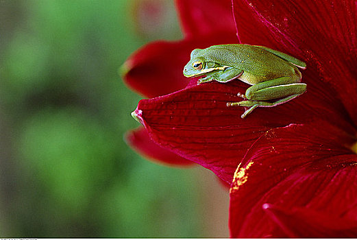 绿色,树蛙,孤挺花