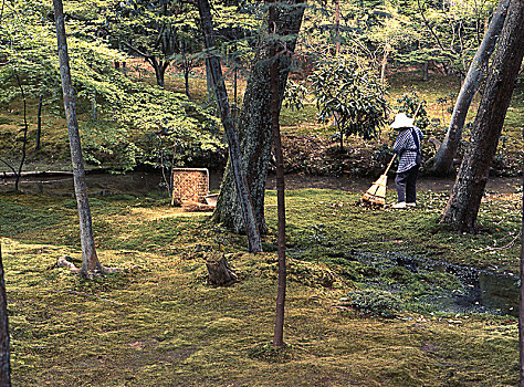 苔藓,花园,京都