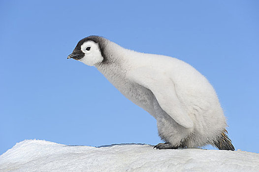 帝企鹅,幼禽,雪丘岛,南极半岛