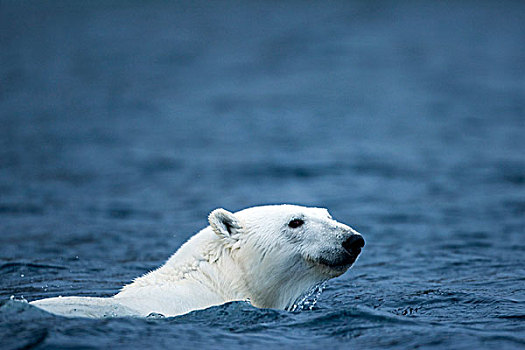 挪威,斯瓦尔巴特群岛,北极熊,游泳,靠近,岛屿