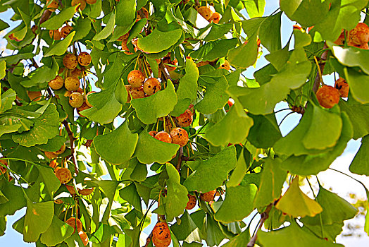秋季里成熟的银杏果实