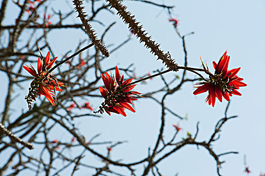 仰视,花,盛开,佩里亚国家公园,喀拉拉,印度