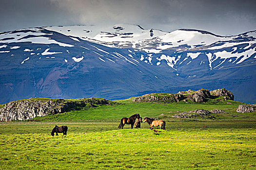 冰岛马,草场,山,背景,冰岛