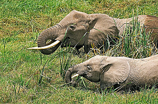 非洲象,女性,吃,沼泽,马赛马拉,公园,肯尼亚