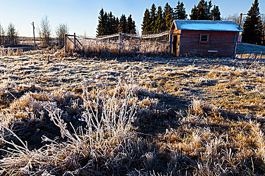 霜,地上,公共草地,艾伯塔省,加拿大