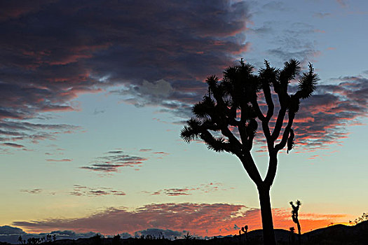 约书亚树,剪影,落日余晖,约书亚树国家公园,加利福尼亚,美国