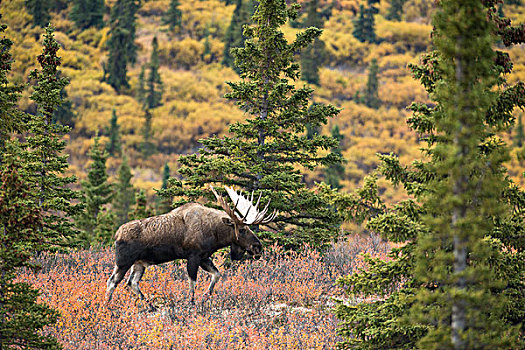 驼鹿,雄性动物,德纳里峰国家公园,阿拉斯加,美国,北美