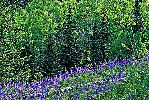 燕草属植物,草地,俄勒冈,省立公园,不列颠哥伦比亚省,加拿大