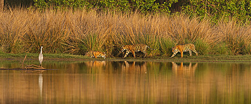 三个,孟加拉,印度虎,虎,湖岸,高,草,后面,伦滕波尔国家公园,拉贾斯坦邦,印度,亚洲