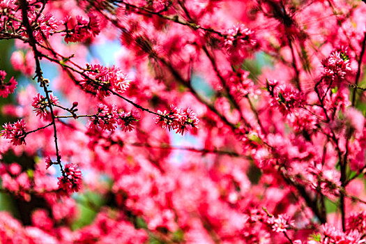 春天公园里盛开的桃花
