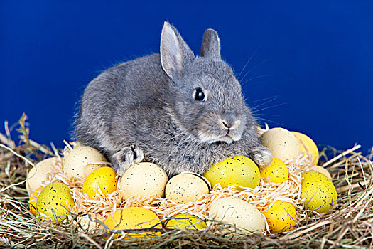 复活节,兔子,蛋,干草,鸟窝